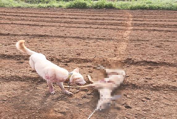 노루 사체로 사냥개를 훈련하는 모습. 사진 제주도 자치경찰단