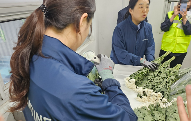 검역관들이 무작위로 뽑힌 1200개의 국화 샘플을 현미경으로 들여다보며 총채벌레의 유무를 확인하고 있다. [이지안 기자]