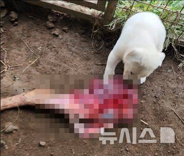 [제주=뉴시스] 제주자치경찰단이 야생동물을 잔혹하게 살해한 30대 2명을 구속했다. 사진은 피의자들이 새끼 진돗개에게 사냥 훈련을 하는 과정에서 노루 사체를 먹게 하는 모습. (사진=제주자치경찰단 제공) 2025.05.19. photo@newsis.com
