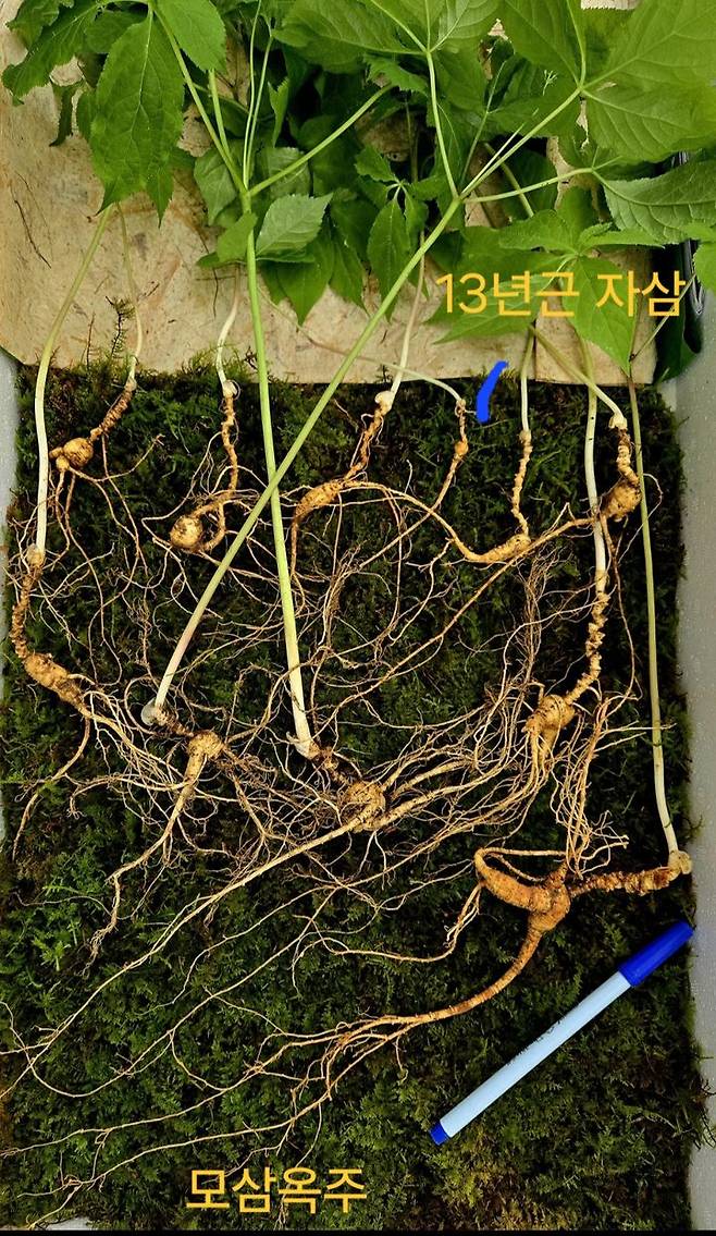 [순천=뉴시스] 순천시 주암면 모후산에서 발견한 천종산삼 11뿌리. 감정가는 1억2000만원. (사진=한국전통심마니협회 제공) 2025.05.19. photo@newsis.com *재판매 및 DB 금지