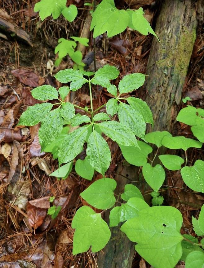 [순천=뉴시스] 순천시 주암면 모후산 천종산삼 11뿌리 발견 당시 위치. (사진=한국전통심마니협회 제공) 2025.05.19. photo@newsis.com *재판매 및 DB 금지