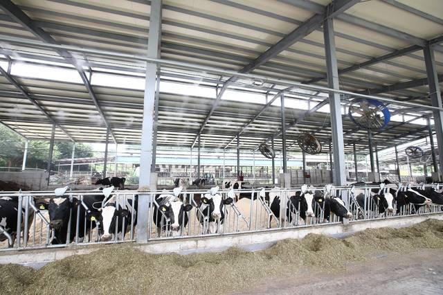 축사 내부 안개 분무 시설에서 물방울이 나오고 있다. 농촌진흥청