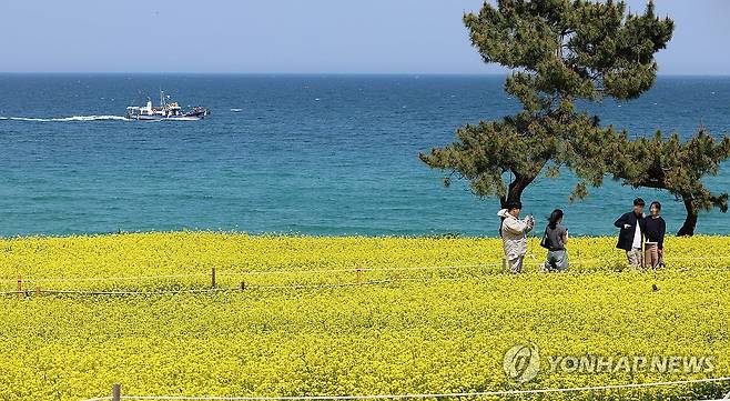 바닷가 유채꽃 만개…강릉 사근진 바닷가 [연합뉴스 자료사진]