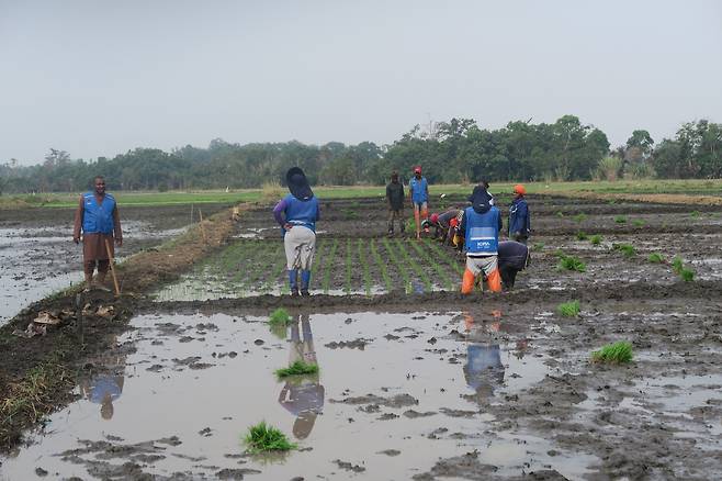 아프리카 카메룬에서 K-라이스벨트 사업으로 진행된 모내기 [농촌진흥청 제공. 재판매 및 DB 금지]