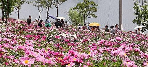 꽃세상으로 변한 임실 옥정호 붕어섬 붕어섬은 국사봉 전망대에서 바라보는 섬의 모양이 붕어를 닮아 붙여진 이름이다.[임실군 제공. 재판매 및 DB 금지]