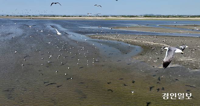 화성시 매향리 일대 철새도래지 모습. 2025.5.19 /최은성기자 ces7198@kyeongin.com