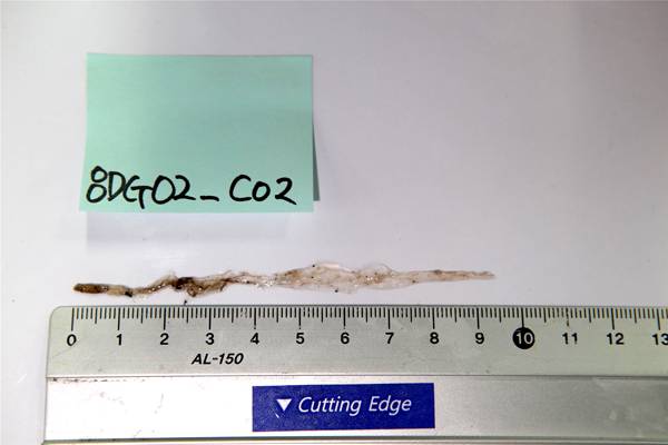 극지연구소가 남극 중앙해령에서 채집한 화살벌레와 열수광석 모습.