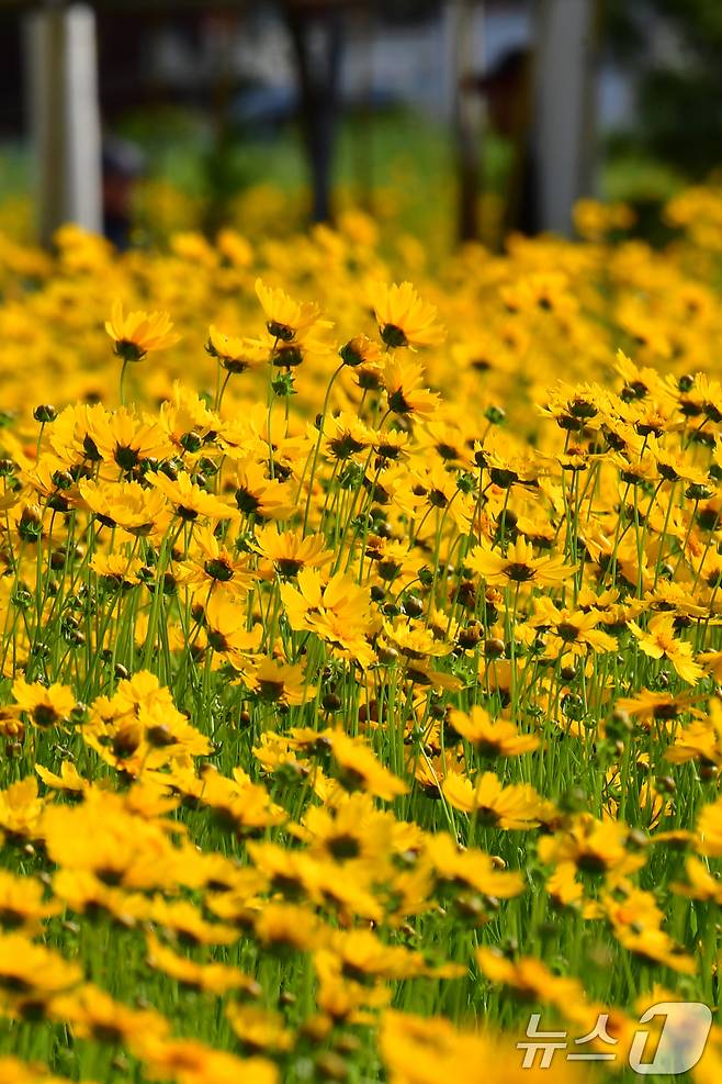 20일 경북 포항시 포항운하 주변에 금계국이 꽃망울을 활짝 터뜨리고 있다. 2025.5.20/뉴스1 ⓒ News1 최창호 기자