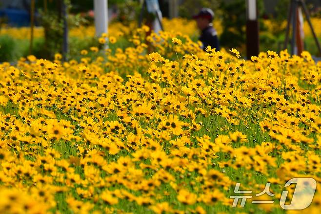 20일 경북 포항시 포항운하 주변에 금계국이 꽃망울을 활짝 터뜨리고 있다. 2025.5.20/뉴스1 ⓒ News1 최창호 기자