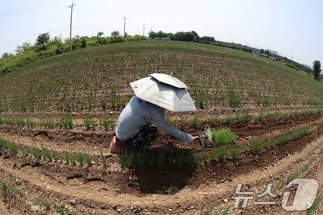 낮 기온이 30도를 웃도는 더위가 찾아온 20일 경북 경산시 대정동 한 대파밭에서 뙤약볕을 가리기 위해 파라솔 모양 모자를 쓴 농민이 홀로 대파를 솎아내고 있다. 2025.5.20/뉴스1 ⓒ News1 공정식 기자