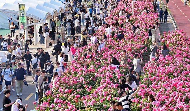 중랑 서울장미축제 /사진-중랑구
