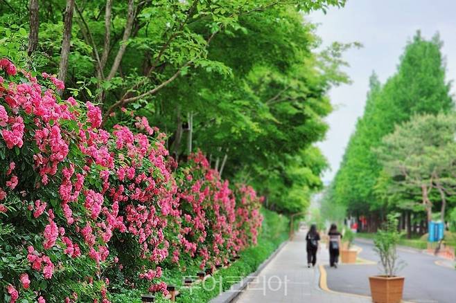 둔산대공원 장미거리/사진-대전시