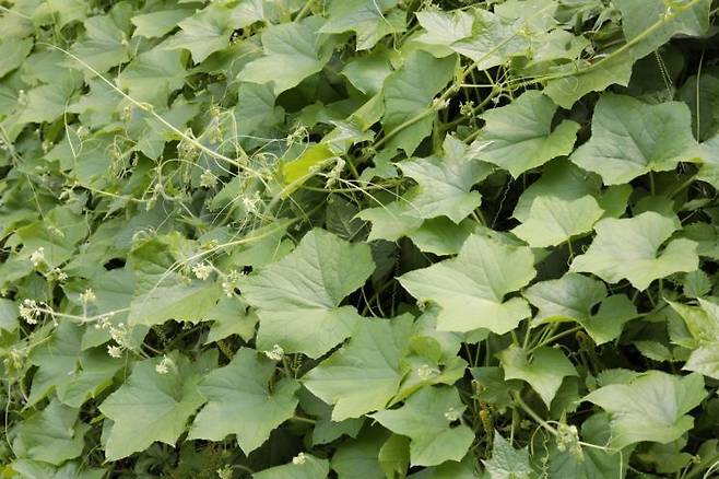 덩굴로 자라난 가시박 모습. 사진=국립생물자원관 홈페이지