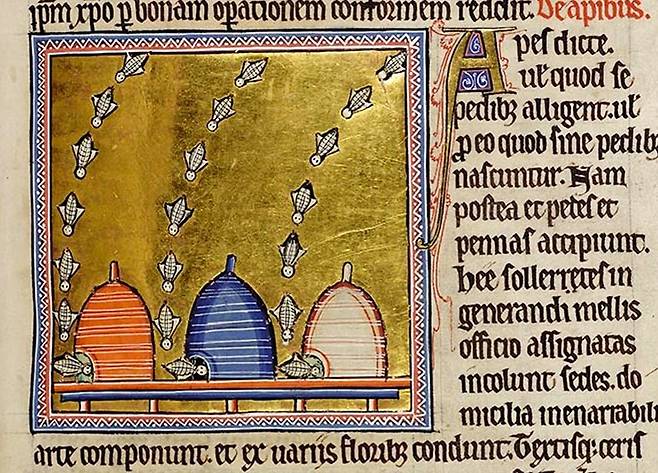 작자 미상, ‘애버딘 베스티어리’ 중 ‘벌’에 대해서, 12세기 후반, 약 30.5×21cm, 양피지에 금박 및 안료, 영국 애버딘 대학교 도서관 소장.