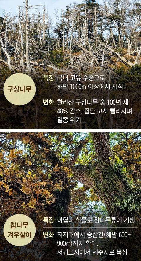 아열대 기후로 제주도 고산지대의 식생이 변하고 있다.그래픽=이진영