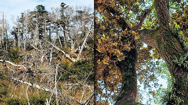 2021년 9월 한라산 진달래밭대피소(해발 1500m) 부근 구상나무 숲에 나무들이 하얗게 말라죽어 있는 장면(왼쪽 사진). 소나뭇과인 구상나무는 원래 사시사철 푸른 상록수다. 오른쪽 사진은 지난 14일 제주 서귀포시 효돈초교 교정 안에 있는 구실밤잣나무에 아열대성 기생 식물 참나무겨우살이가 갈색 잎으로 둥지를 틀듯 붙어 자라고 있는 모습이다. /산림청, 신현종 기자,