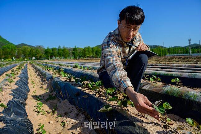 소득식량작물연구소에서 연구 중인 고구마는 맛과 품질 등 상품성이 좋아 농가에서 호평을 받고 있다. 담당 연구사가 고구마 상태를 살펴보고 있다. ⓒ데일리안 배군득 기자