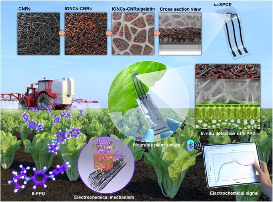 독성과학연구소는 환경유해물질 '6-PPD'를 실시간 감지할 수 있는 식물용 센서를 개발했다. 독성연 제공