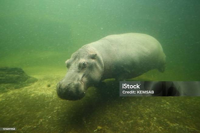 462f39edc91e69a1f0f40d42b8de904f675a234b.jpg 하마의 은밀한 비밀