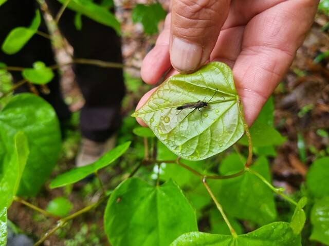 길동생태공원 풀숲에 웅크리고 있던 맵시벌. 고나린 기자