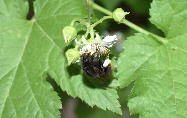 좀뒤영벌 암컷의 모습. 벌볼일있는사람들 제공