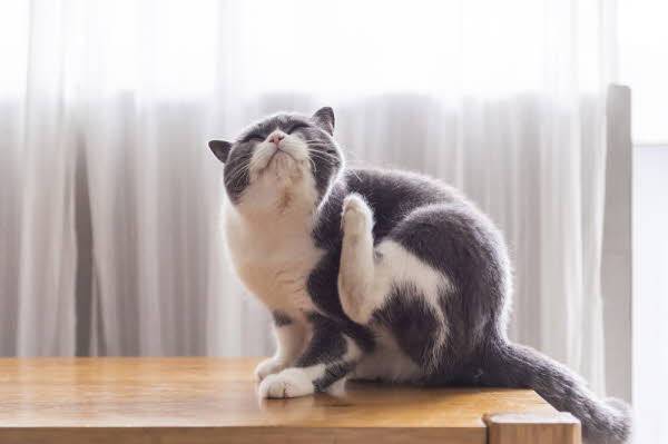 고양이도 피부가 건조해질 수 있어 방치하면 상처나 감염으로 이어질 수 있다./사진=게티이미지뱅크