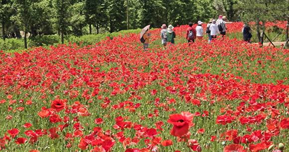 옥정호 붕어섬에 핀 관상용 양귀비꽃  [사진=임실군 ]