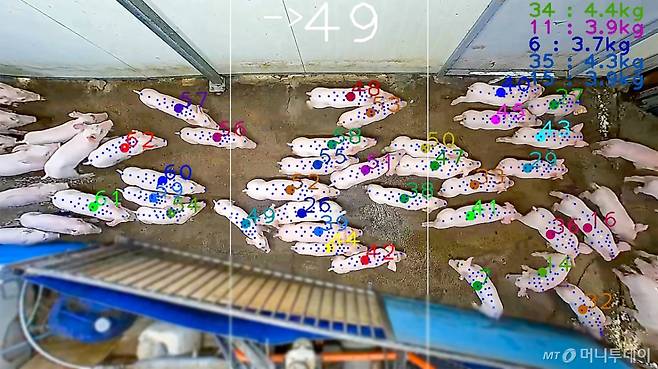 인트플로우가 개발한 축산동물 헬스케어 솔루션인 '엣지팜' 화면. 농장내 돼지들의 움직임, 급이상태 등을 실시간으로 확인할 수 있다. /사진=인트플로우 /사진=정혁수