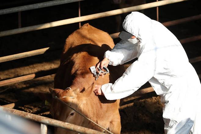 [광주=뉴시스] 변재훈 기자 = 사진은 2023년 11월 1일 광주 북구청 동물정책팀 소속 공수의사가 북구 운정동 한 축사에서 소 럼피스킨병 긴급 백신 접종을 하고 있는 모습. (사진=광주 북구 제공) 2023.11.01. photo@newsis.com *재판매 및 DB 금지