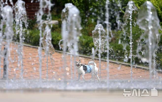 [서울=뉴시스] 홍효식 기자 = 서울 낮 최고기온이 25도 이상 오르며 더운 날씨를 보인 13일 서울 동작구 보라매공원 바닥분수대에서 강아지가 솟아오르는 분수를 바라보고 있다. 2025.05.13. yesphoto@newsis.com
