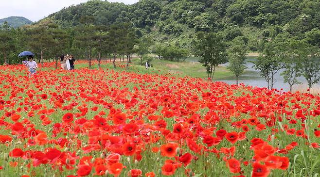 [임실=뉴시스] 임실 옥정호 붕어섬생태공원에 만개한 꽃양귀비, 붉은 꽃을 사진찍는 관광객들. *재판매 및 DB 금지