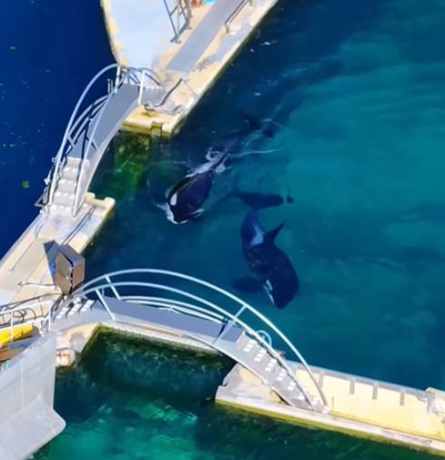 수조에 갇힌 위키와 케이조의 모습 [사진 출처 = 타이드브레이커]