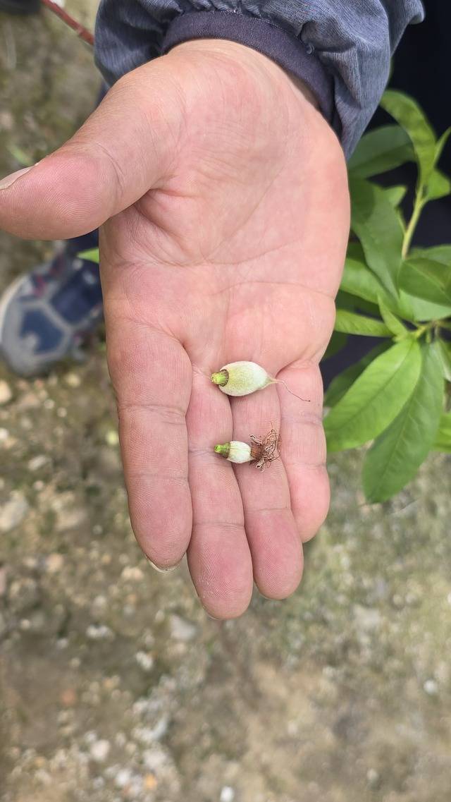 이상 저온 현상으로 제대로 자라지 못한 복숭아 열매(아래)