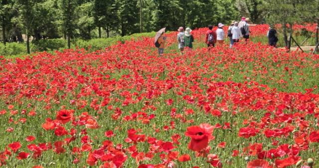 ▲옥정호 붕어섬 생태공원 '꽃양귀비' ⓒ임실군