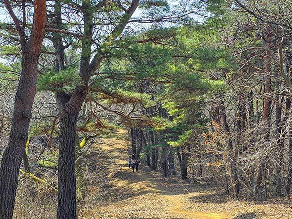 517.6봉에서 만보정으로 가는 능선길.