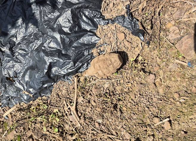 19일 오전&nbsp;영양군 일월면 칠성리의 밭에서 발견된 수류탄. 경북소방본부 제공