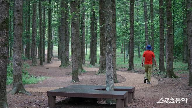 물무리골생태공원에 있는 전나무 숲길. 걷다 쉬어가도록 나무 그늘에 평상도 있어 장릉 방문길에 산책하기 좋다    평창·영월｜김재범 기자 oldfield@donga.com