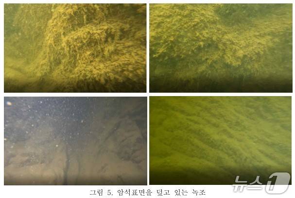 단양 도담삼봉 물속 암석 표면을 덮고 있는 녹조.(단양군 제공. 재판매 및 DB금지)./뉴스1