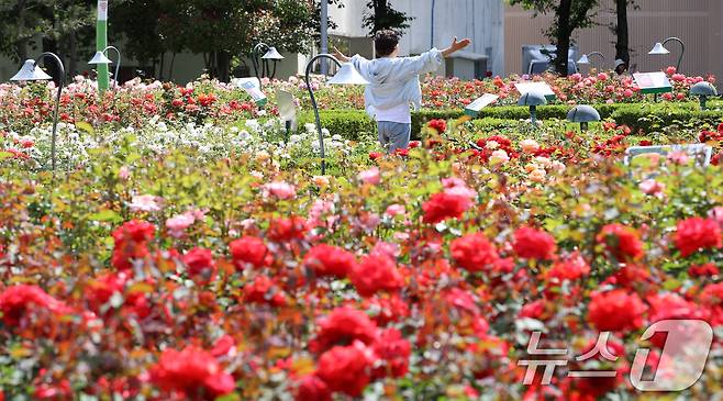 여름 기운이 들기 시작한다는 절기상 소만(小滿)인 21일 부산 기장군 윗골공원에서 시민이 형형색색의 장미를 구경하고 있다. 윗골공원에는 세계 여러 장미 77종의 약 3만 주가 식재됐다. 2025.5.21/뉴스1 ⓒ News1 윤일지 기자