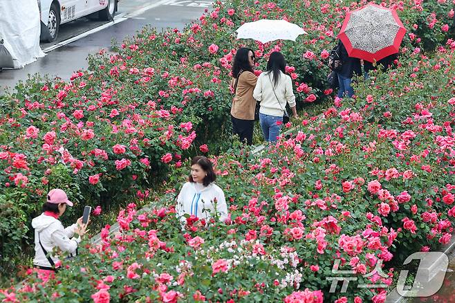16일 서울 중랑구 중랑장미공원 일대에 '제17회 중랑 서울장미축제'를 맞아 조성된 장미꽃밭에서 시민들이 봄 정취를 만끽하고 있다. 2025.5.16/뉴스1 ⓒ News1 민경석 기자
