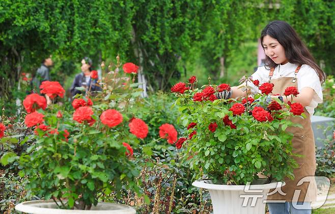'에버랜드 로로티' 장미축제를 하루 앞둔 15일 경기 용인시 에버랜드 로즈가든에서 관계자들이 현장을 둘러보고 있다. (삼성물산 제공. 재판매 및 DB 금지) 2025.5.15/뉴스1 ⓒ News1 김영운 기자
