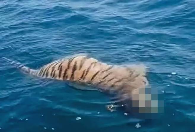 러시아 동부 해안에서 발견된 백두산 호랑이 사체. /데일리메일