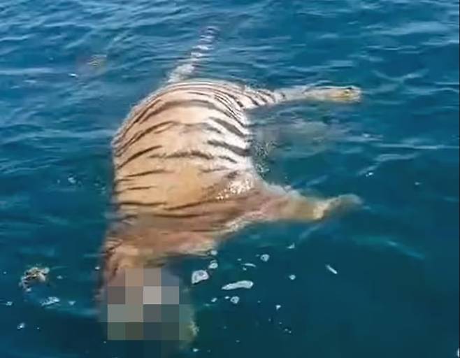 러시아 동부 해안에서 발견된 백두산 호랑이 사체. /데일리메일