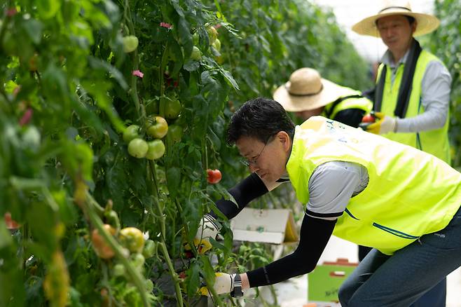 강태영 NH농협은행장을 비롯한 임직원들이 21일 경기 광주시 토마토 농가에서 일손을 돕고 있다.