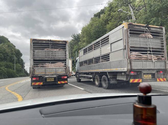 충북 경기 돼지 소개팅