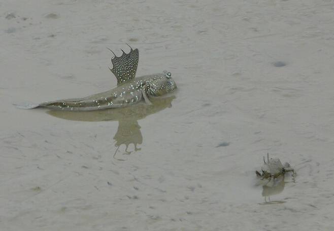 전남 신안군 증도에서 촬영한 짱뚱어와 게의 모습. 최영래 교수 제공