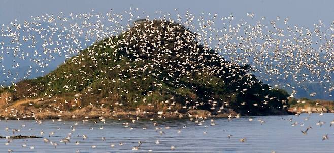 우리나라를 찾는 도요새 중 가장 많은 수를 차지하는 민물도요가 커다란 무리를 지어 날고 있다. 가을에 우리나라를 통과하는 새들은 겨울을 나기 위해 동남아시아는 물론이고 오스트레일리아와 뉴질랜드까지 날아간다. 또 이들은 이듬해 봄, 번식을 위해 중국·러시아·알래스카까지 가는 길목인 서해 갯벌에서 먹이를 보충하며 쉰다. 김진수 선임기자 jsk@hani.co.kr