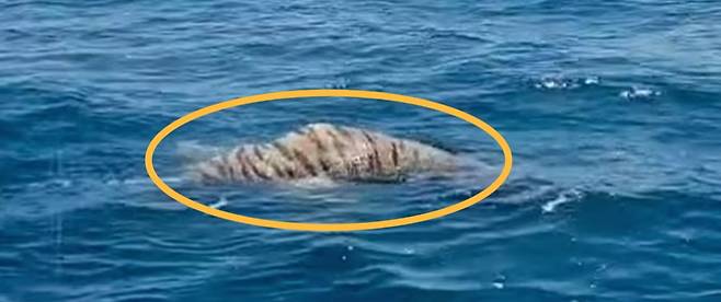 사진=데일리메일 캡처