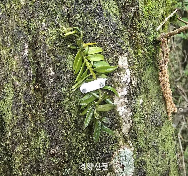 조직 배양한 비자란을 나무에 부착한 모습. 제주도 제공