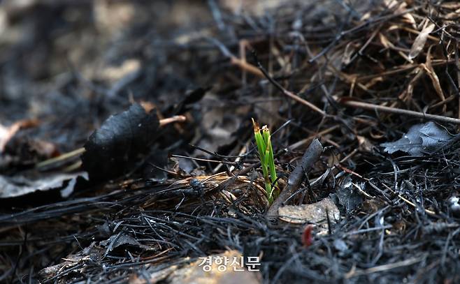 경북 산불 최초 발화지로 지목된 의성군 안평면 괴산리 산불 발생 현장 인근에 초록색 풀이 돋아나 있다. 의성|권도현 기자